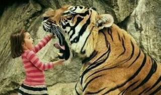 眼镜蛇敢攻击蟒蛇吗,蟒蛇就是世界上最大的蛇,能吞没一只大象 泰坦巨蟒能吞大象吗