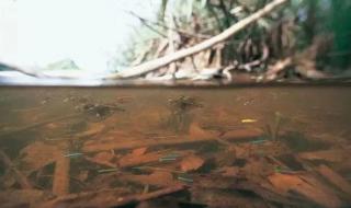 什么花的花语是向死而生 花语是向死而生的花